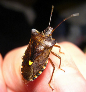 Forest Bug 1