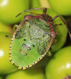 Hawthorn bug 2