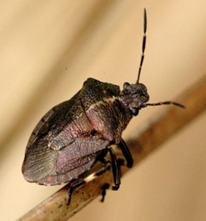 Heather bug 1