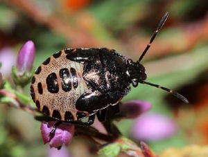 Heather bug 2