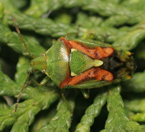 Juniper bug 1
