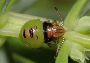 Juniper bug 2