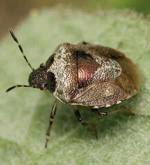 Woundwort bug 1