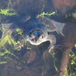 Common Frog at Freshfield Dune Heath (Phil Smith)