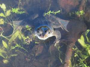 Read more about the article Dr Phil Smith: Wildlife Notes March 2015
