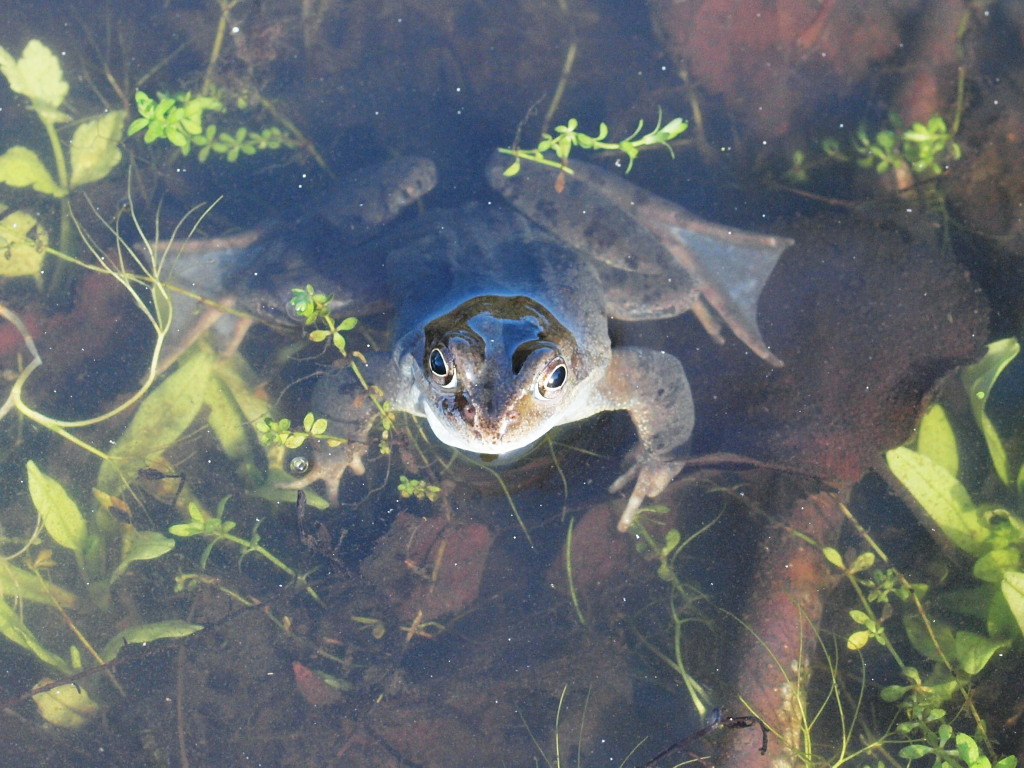 Common Frog at Freshfield Dune Heath (Phil Smith)