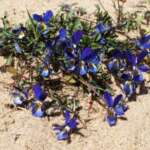 Dune Pansy (Phil Smith)