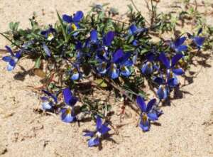 Read more about the article Dr Phil Smith: Wildlife Notes April 2015