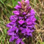 Northern Marsh Orchid (Dr Phil Smith)