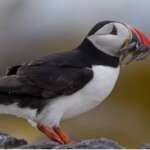 Puffin (BTO)