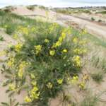 Coincya monensis monensis (Dr Phil Smith)