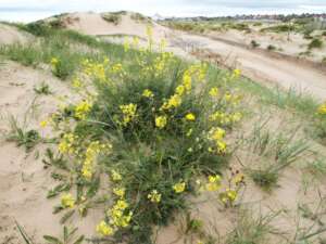 Read more about the article Summary: Sefton Coast Isle of Man Cabbage surveys, 2015