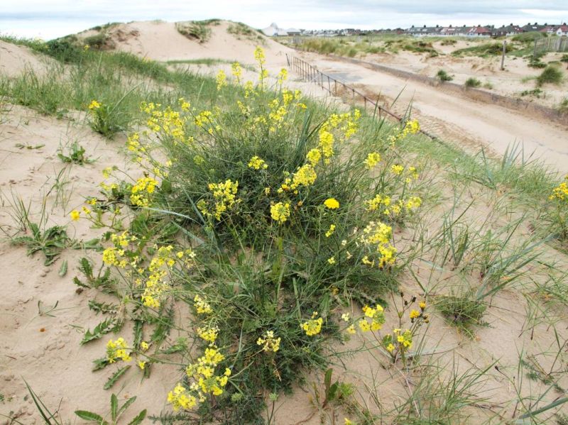 Coincya monensis monensis (Dr Phil Smith)