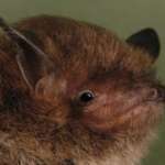 Daubenton's Bat (J Kaczanow/Bat Conservation Trust)