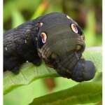 https://snhg.wordpress.com/2012/08/03/deilephila-elpenor-elephant-hawk-moth-caterpillar/