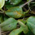 Tony Carter, Chrysomyxa pirolata