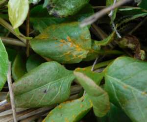 Read more about the article Lost & Found: Chrysomyxa pirolata; a rust fungus on Wintergreen