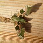 Hugh Harris. Lime Hawk Moth