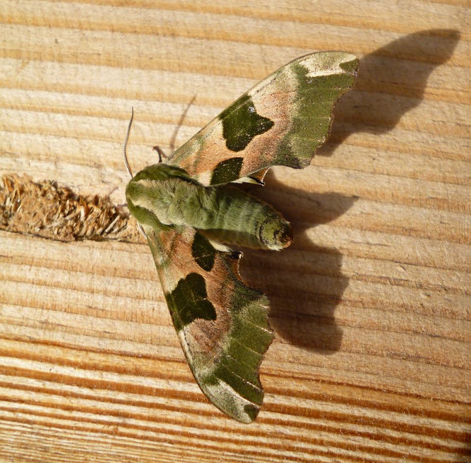 Hugh Harris. Lime Hawk Moth