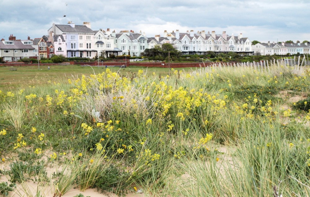 Coincya monensis Crosby inner ridge 5 6 15