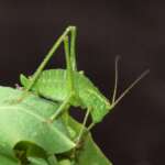 Speckled Bush-cricket (Phil Smith)