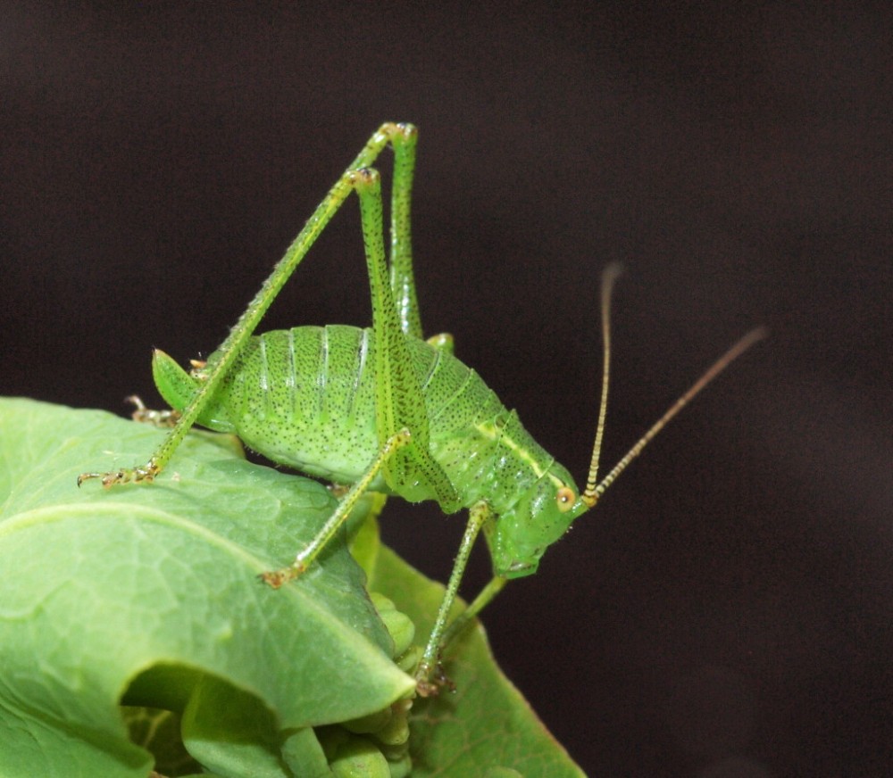 Speckled Bush-cricket (Phil Smith)