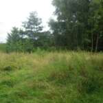 Childwall Woods
