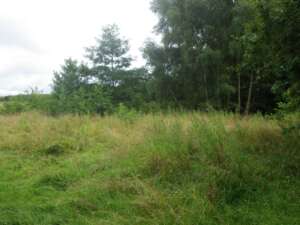 Read more about the article Hugh Harris: URBAN GRASSLANDS PROJECT