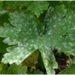Powdery Mildew