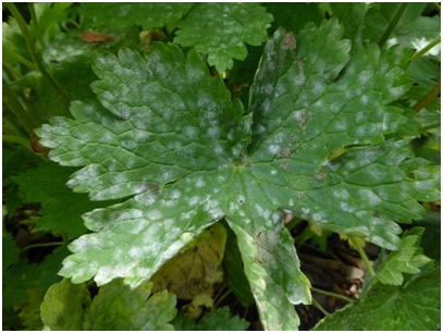 Read more about the article Kew Gardens: Powdery Mildew Survey