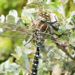 Common Hawker male slack 47 Birkdale 11 8 2015