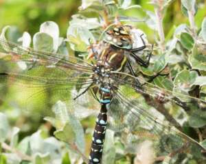 Read more about the article Dr Phil Smith: Wildlife notes August 2015