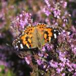 Painted Lady (Dr Phil Smith)