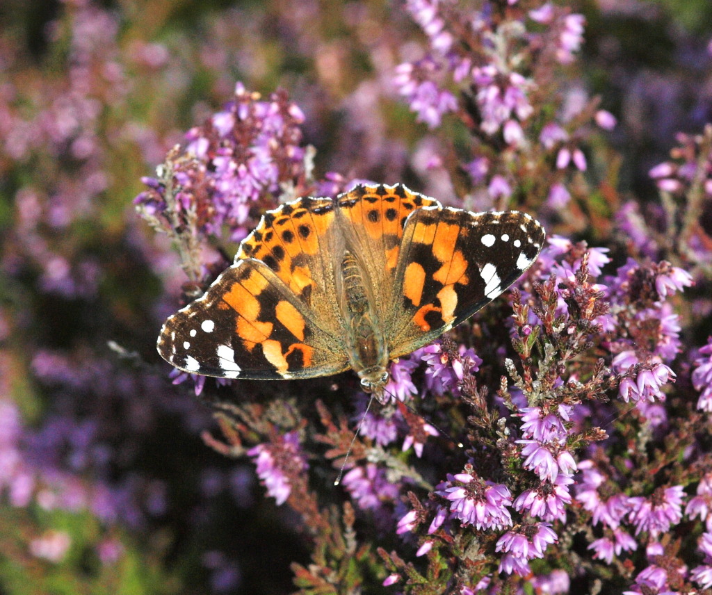 Painted Lady (Dr Phil Smith)
