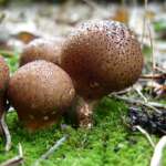 Scleroderma areolatum (Ben Deed)