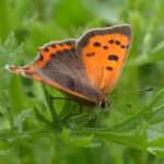 Small Copper (Ben Deed)