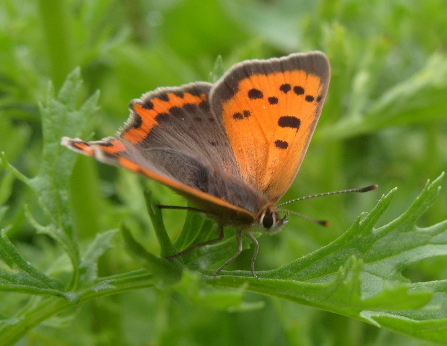Small Copper (Ben Deed)