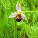 Bee Orchid (Hugh Harris)