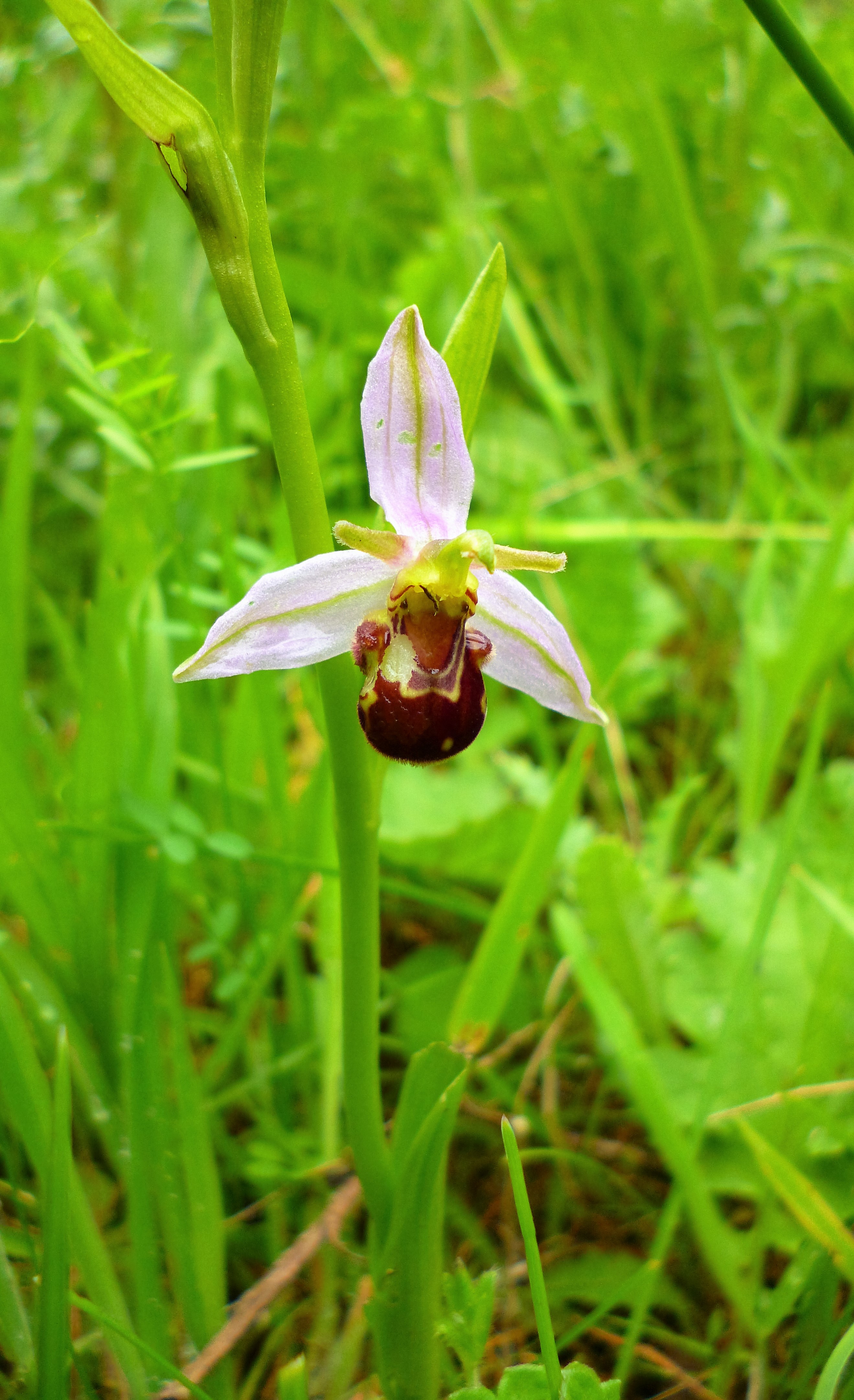 Bee Orchid (Hugh Harris)