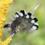 Dark Tussock (Dr Phil Smith)