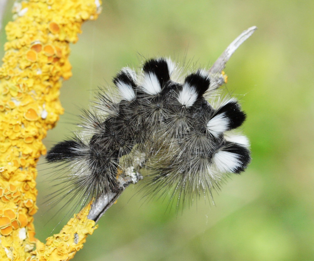 Dark Tussock (Dr Phil Smith)