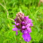 Southern Marsh Orchid (Hugh Harris)