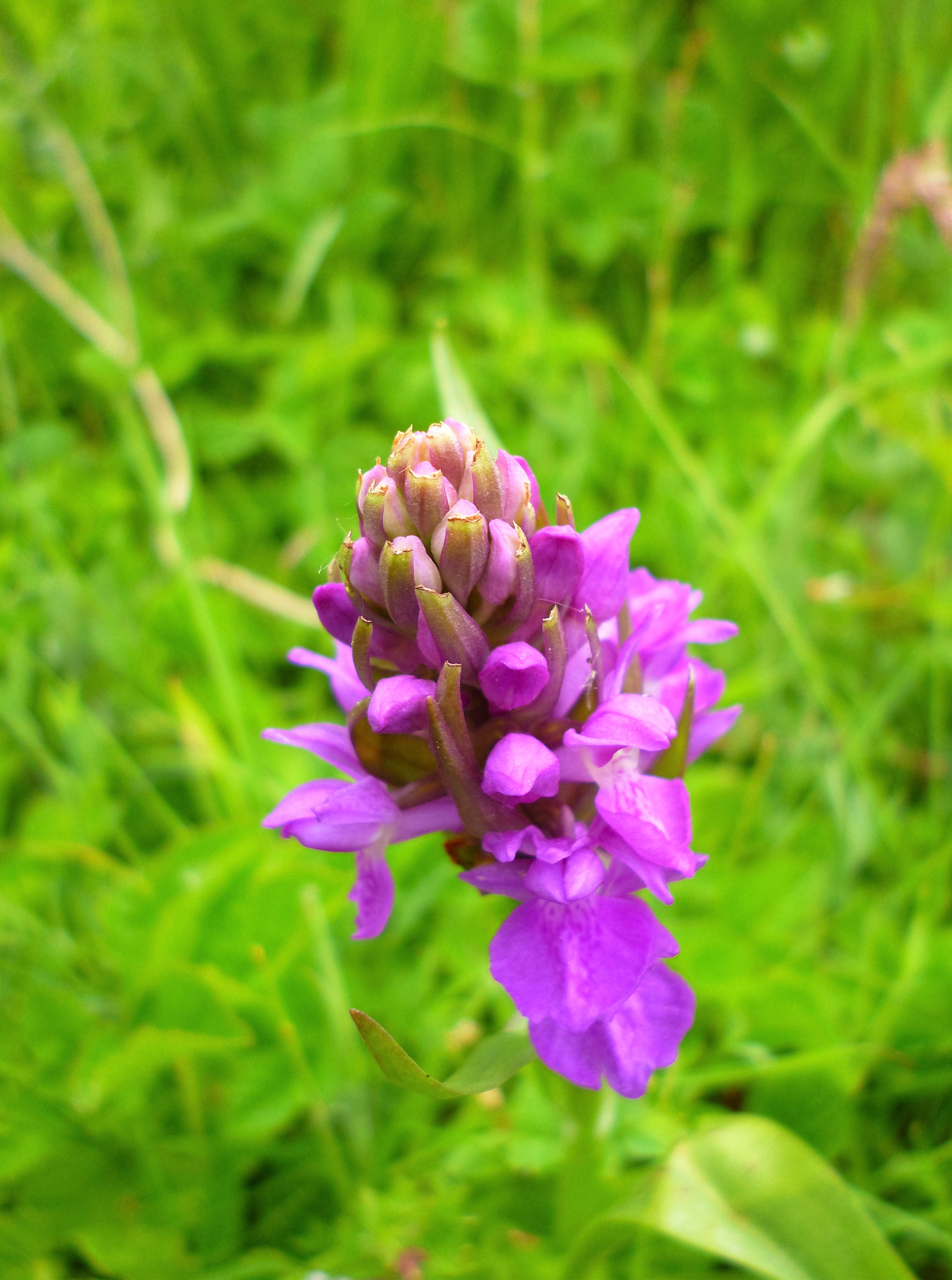 Southern Marsh Orchid (Hugh Harris)