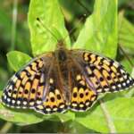 Dark green fritillary (Phil Smith)