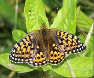 Read more about the article Dr Phil Smith: Wildlife Notes June 2016