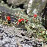 Cladonia