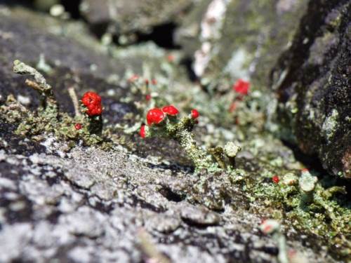 Read more about the article Hugh Harris: Lichens workshop session notes