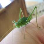 Speckled Bush-cricket (Leptophyes punctatissima)
