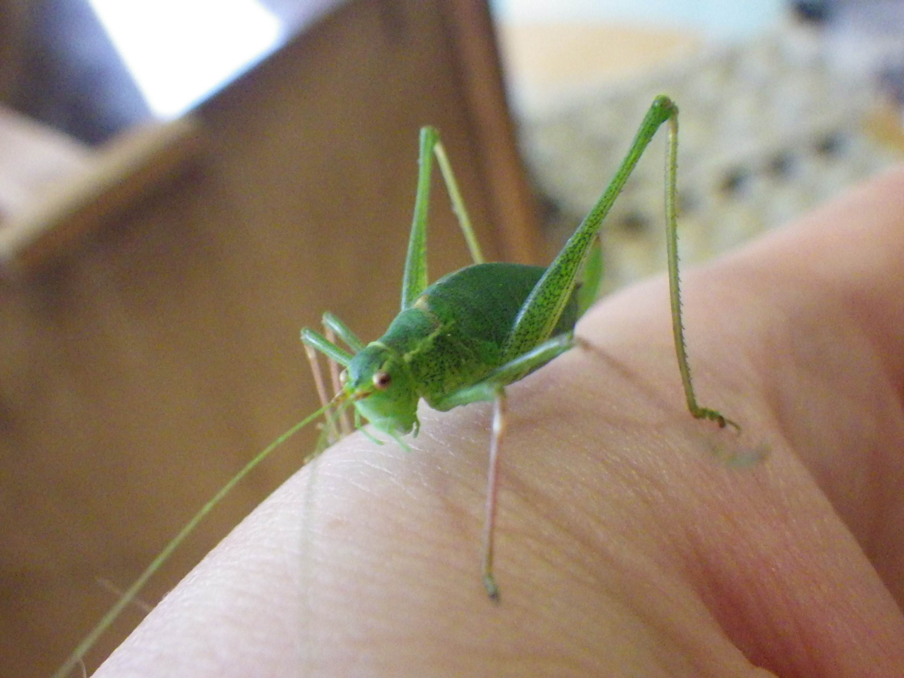 Speckled Bush-cricket (Leptophyes punctatissima)