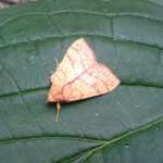 Orange Sallow - Tiliacea citrago (Damian Young)